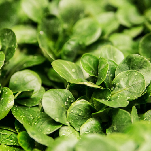 Go Green and Rebalance your Body