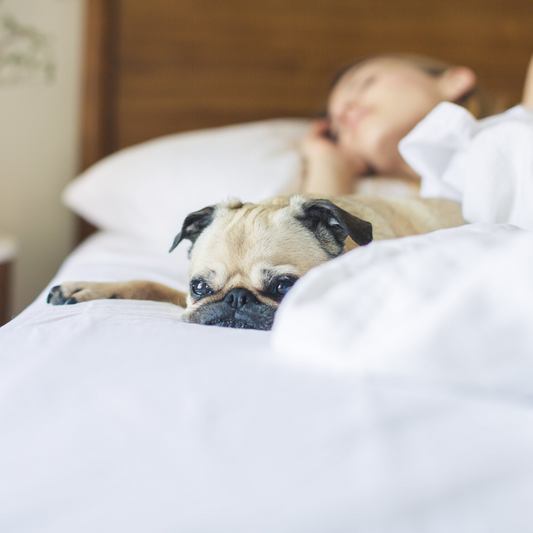 Are you getting a good night’s sleep?