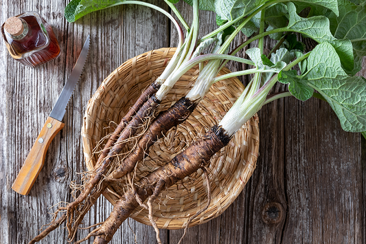 Herbal Spotlight - Burdock