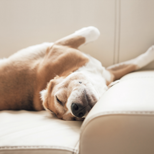 A good night’s sleep- why it is so essential?