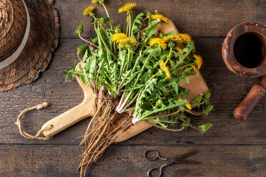 Dandelion Root Benefits: Traditional Uses in Western Herbal Medicine