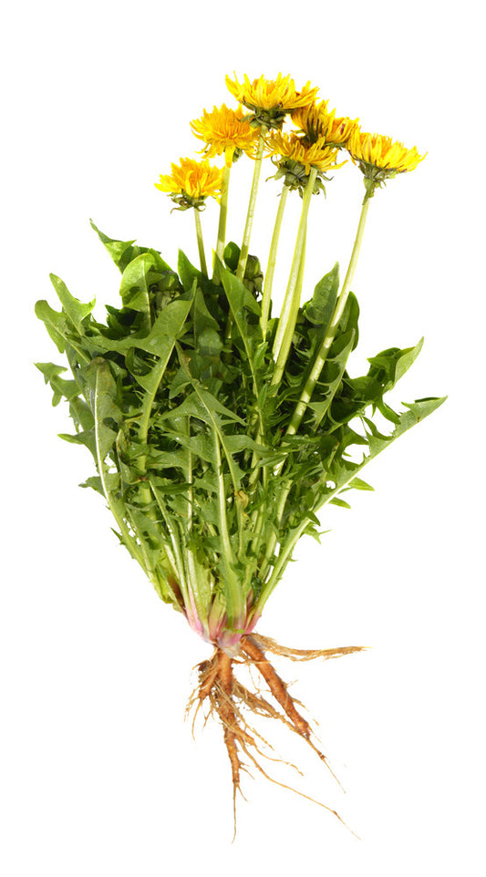 What is Dandelion Root for?