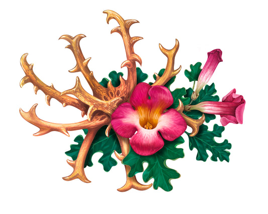 Devil's Claw: Natural Joint Support