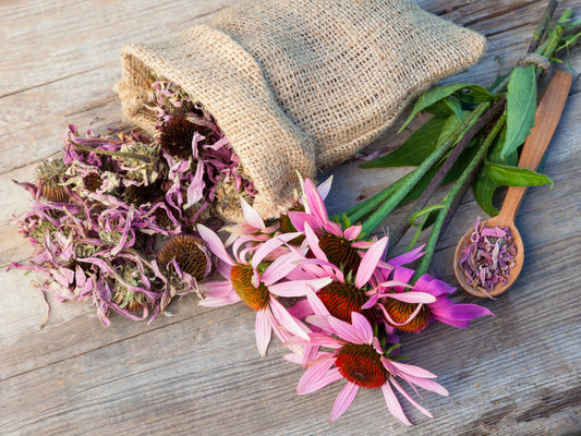Echinacea: Traditional Herbal Support for Immunity & Cold Relief