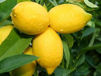 A lemon or two a day