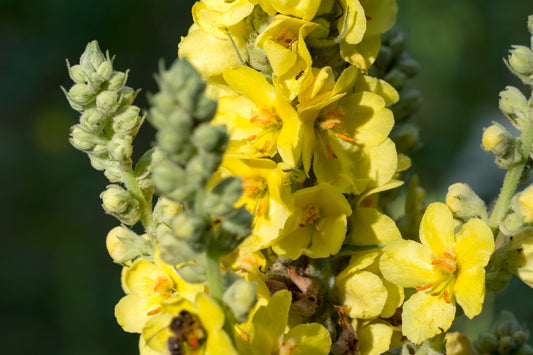 Mullein: Traditional Herbal Support for Respiratory Comfort