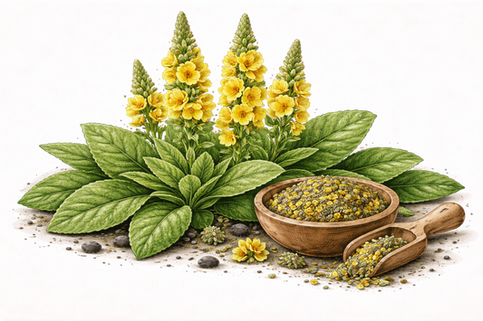 Herbal Spotlight: Mullein