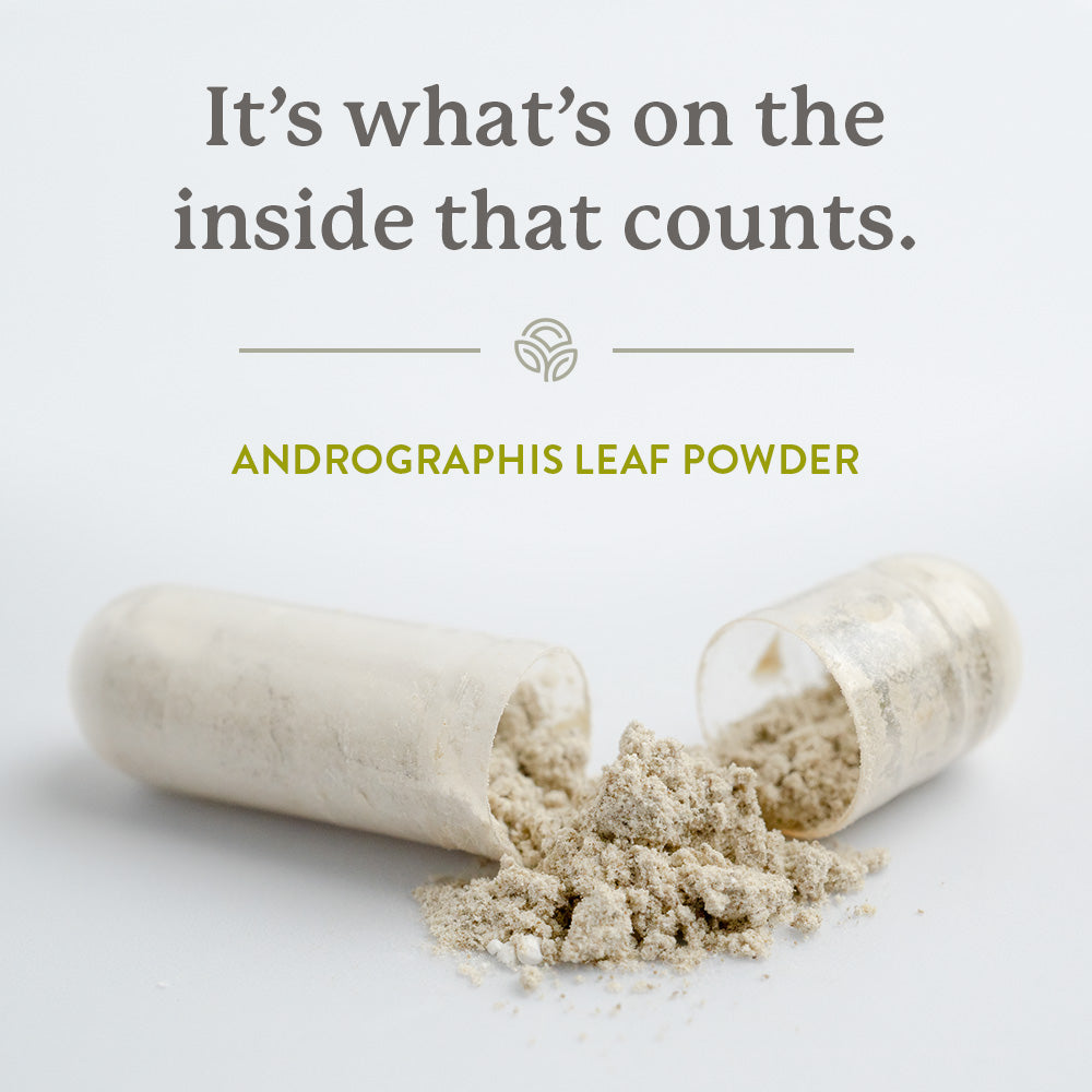 Close-up of an open Andrographis capsule revealing the fine Andrographis leaf powder inside.