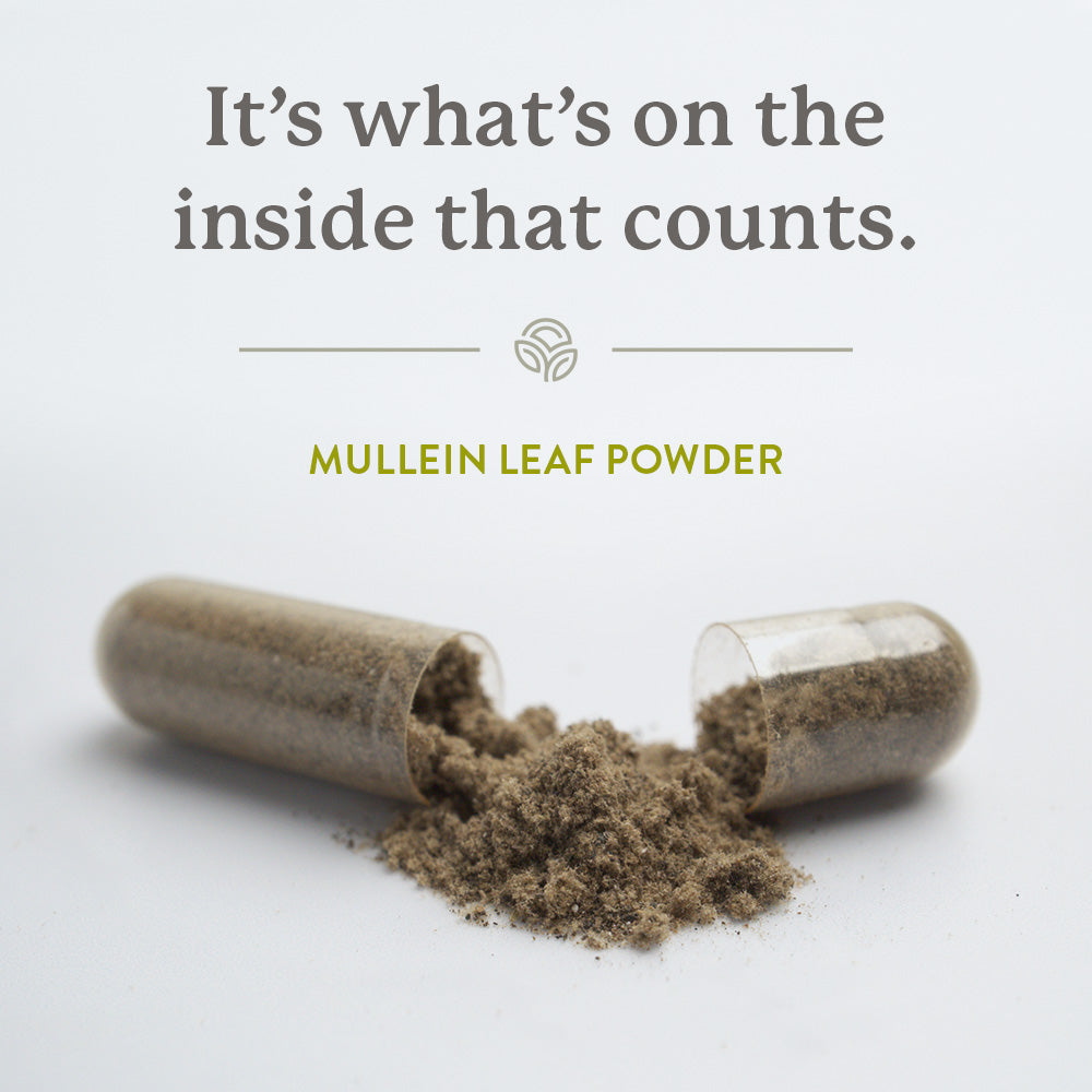 Mullein