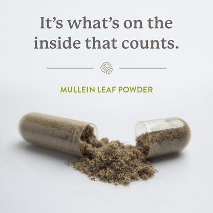 Mullein