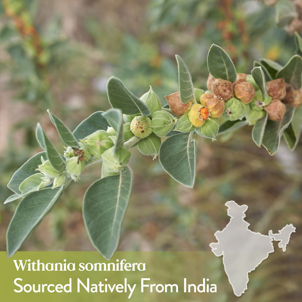 Close up of an ashwagandha shrub. Our withania is sourced natively from India.